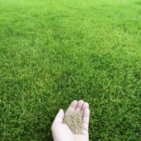 قیمت کیلویی بذر چمن کوتاه 09197443453